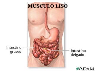 MUSCULO LISO
 