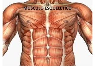 Músculo
Esquelético
MUSCULO ESQUELETICO
 