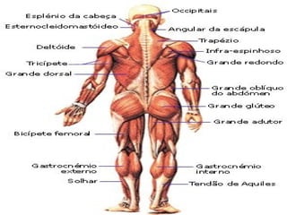 Sistema muscular