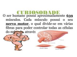 CURIOSODADEO ser humano possui aproximadamente 639
músculos. Cada músculo possui o seu
nervo motor, o qual divide-se em várias
fibras para poder controlar todas as células
do músculo, através da placa motora.
 