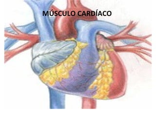 Músculo Estriado Cardíaco
MÚSCULO CARDÍACO
 