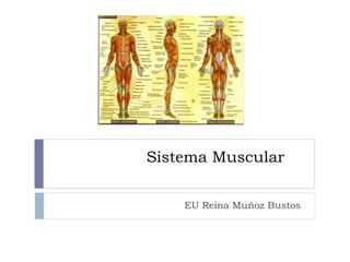 Sistema Muscular
EU Reina Muñoz Bustos
 