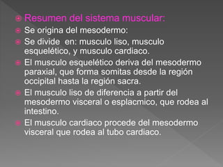  Resumen del sistema muscular:
 Se origina del mesodermo:
 Se divide en: musculo liso, musculo
esquelético, y musculo cardiaco.
 El musculo esquelético deriva del mesodermo
paraxial, que forma somitas desde la región
occipital hasta la región sacra.
 El musculo liso de diferencia a partir del
mesodermo visceral o esplacmico, que rodea al
intestino.
 El musculo cardiaco procede del mesodermo
visceral que rodea al tubo cardiaco.
 