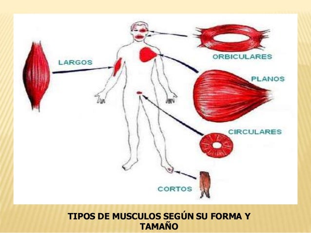 Sistema muscular