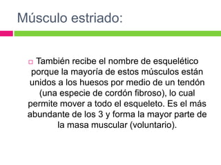Músculo estriado:
 También recibe el nombre de esquelético
porque la mayoría de estos músculos están
unidos a los huesos por medio de un tendón
(una especie de cordón fibroso), lo cual
permite mover a todo el esqueleto. Es el más
abundante de los 3 y forma la mayor parte de
la masa muscular (voluntario).
 