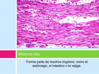 Forma parte de muchos órganos, como el
estómago, el intestino o la vejiga.
Músculo liso:
 