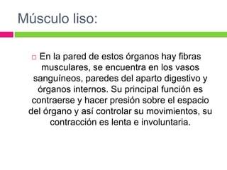 Músculo liso:
 En la pared de estos órganos hay fibras
musculares, se encuentra en los vasos
sanguíneos, paredes del aparto digestivo y
órganos internos. Su principal función es
contraerse y hacer presión sobre el espacio
del órgano y así controlar su movimientos, su
contracción es lenta e involuntaria.
 