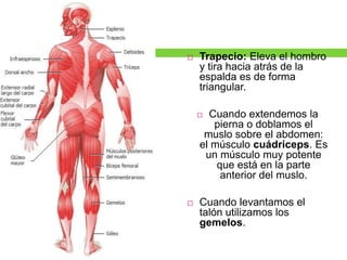  Trapecio: Eleva el hombro
y tira hacia atrás de la
espalda es de forma
triangular.
 Cuando extendemos la
pierna o doblamos el
muslo sobre el abdomen:
el músculo cuádriceps. Es
un músculo muy potente
que está en la parte
anterior del muslo.
 Cuando levantamos el
talón utilizamos los
gemelos.
 