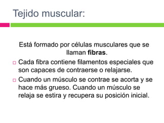 Tejido muscular:
Está formado por células musculares que se
llaman fibras.
 Cada fibra contiene filamentos especiales que
son capaces de contraerse o relajarse.
 Cuando un músculo se contrae se acorta y se
hace más grueso. Cuando un músculo se
relaja se estira y recupera su posición inicial.
 