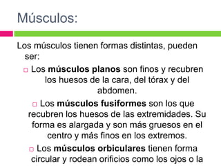 Músculos:
Los músculos tienen formas distintas, pueden
ser:
 Los músculos planos son finos y recubren
los huesos de la cara, del tórax y del
abdomen.
 Los músculos fusiformes son los que
recubren los huesos de las extremidades. Su
forma es alargada y son más gruesos en el
centro y más finos en los extremos.
 Los músculos orbiculares tienen forma
circular y rodean orificios como los ojos o la
 