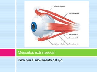 Permiten el movimiento del ojo.
Músculos extrínsecos.
 
