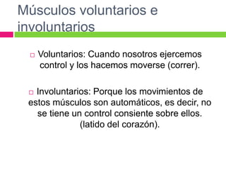 Músculos voluntarios e
involuntarios
 Voluntarios: Cuando nosotros ejercemos
control y los hacemos moverse (correr).
 Involuntarios: Porque los movimientos de
estos músculos son automáticos, es decir, no
se tiene un control consiente sobre ellos.
(latido del corazón).
 