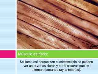 Se llama así porque con el microscopio se pueden
ver unas zonas claras y otras oscuras que se
alternan formando rayas (estrías).
Músculo estriado:
 