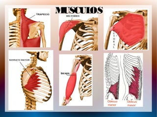 MUSCULOS
 