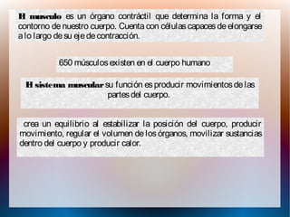 El sistema muscularsu función esproducir movimientosdelas
partesdel cuerpo.
crea un equilibrio al estabilizar la posición del cuerpo, producir
movimiento, regular el volumen delosórganos, movilizar sustancias
dentro del cuerpo y producir calor.
El musculo es un órgano contráctil que determina la forma y el
contorno de nuestro cuerpo. Cuenta con célulascapaces de elongarse
alo largo desu ejedecontracción.
650 músculosexisten en el cuerpo humano
 