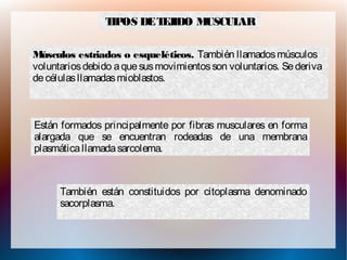 TIPOS DETEJIDO MUSCULAR
Músculos estriados o esqueléticos. También llamadosmúsculos
voluntariosdebido aquesusmovimientosson voluntarios. Sederiva
decélulasllamadasmioblastos.
Están formados principalmente por fibras musculares en forma
alargada que se encuentran rodeadas de una membrana
plasmáticallamadasarcolema.
También están constituidos por citoplasma denominado
sacorplasma.
 