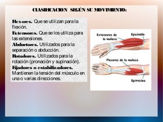 Flexores. Queseutilizan parala
flexión.
Extensores. Queselosutilizapara
lasextensiones.
Abductores. Utilizadosparala
separación o abducción.
Rotadores. Utilizadosparala
rotación (pronación y supinación).
Fijadores o estabilizadores.
Mantienen latensión del músculo en
unao variasdirecciones.
CLASIFICACION SEGÚN SU MOVIMIENTO:
 
