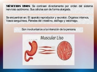MÚSCULOS LISOS. Se contraen directamente por orden del sistema
nervioso autónomo. Suscélulasson deformaalargada.
Son involuntariosalaintención delapersona.
Seencuentran en: El aparato reproductor y excretor, Órganosinternos,
Vasossanguíneos, Paredesdel intestino, esófago y estómago.
 