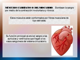 SISTEMA MUSCULARMÚSCULOS CARDÍACOS O DELMIOCARDIO. Bombean lasangre
por medio delacontracción involuntariay rítmica.
Estosmúsculosestán conformadospor fibrasmuscularesde
tipo estriadas.
Su función principal esenviar sangrealas
aurículasy ventrículosquellegan alos
vasossanguíneosdel sistemacirculatorio.
 