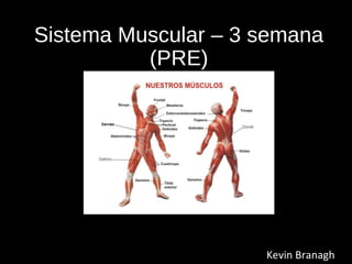 Sistema Muscular – 3 semana
(PRE)
Kevin Branagh
 