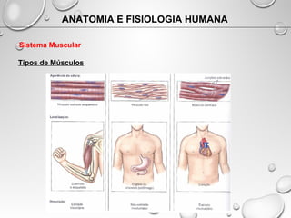 ANATOMIA E FISIOLOGIA HUMANA
Sistema Muscular
Tipos de Músculos
 