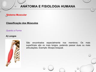 ANATOMIA E FISIOLOGIA HUMANA
Sistema Muscular
Classificação dos Músculos
Quanto a Forma
A) Longos
São encontrados especial...