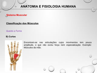 ANATOMIA E FISIOLOGIA HUMANA
Sistema Muscular
Classificação dos Músculos
Quanto a Forma
B) Curtos
Encontram-se nas articul...