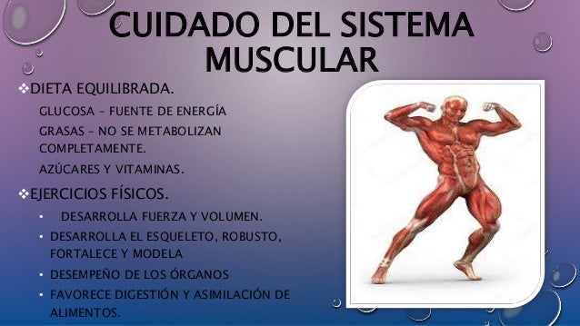 Sistema Muscular