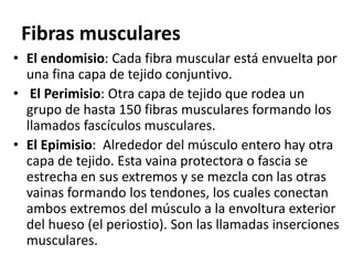 Fibras musculares
• El endomisio: Cada fibra muscular está envuelta por
una fina capa de tejido conjuntivo.
• El Perimisio: Otra capa de tejido que rodea un
grupo de hasta 150 fibras musculares formando los
llamados fascículos musculares.
• El Epimisio: Alrededor del músculo entero hay otra
capa de tejido. Esta vaina protectora o fascia se
estrecha en sus extremos y se mezcla con las otras
vainas formando los tendones, los cuales conectan
ambos extremos del músculo a la envoltura exterior
del hueso (el periostio). Son las llamadas inserciones
musculares.
 