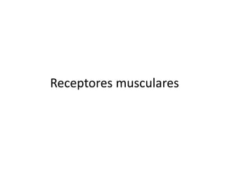 Receptores musculares
 