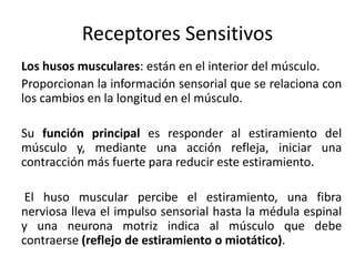 Receptores Sensitivos
Los husos musculares: están en el interior del músculo.
Proporcionan la información sensorial que se relaciona con
los cambios en la longitud en el músculo.
Su función principal es responder al estiramiento del
músculo y, mediante una acción refleja, iniciar una
contracción más fuerte para reducir este estiramiento.
El huso muscular percibe el estiramiento, una fibra
nerviosa lleva el impulso sensorial hasta la médula espinal
y una neurona motriz indica al músculo que debe
contraerse (reflejo de estiramiento o miotático).
 