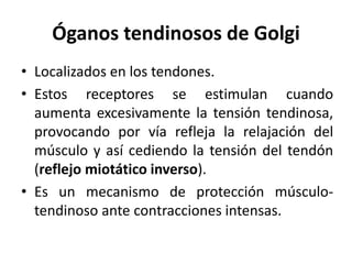 Óganos tendinosos de Golgi
• Localizados en los tendones.
• Estos receptores se estimulan cuando
aumenta excesivamente la tensión tendinosa,
provocando por vía refleja la relajación del
músculo y así cediendo la tensión del tendón
(reflejo miotático inverso).
• Es un mecanismo de protección músculo-
tendinoso ante contracciones intensas.
 