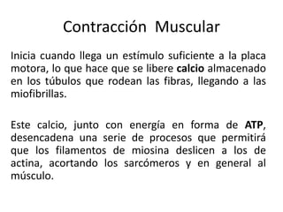 Contracción Muscular
Inicia cuando llega un estímulo suficiente a la placa
motora, lo que hace que se libere calcio almacenado
en los túbulos que rodean las fibras, llegando a las
miofibrillas.
Este calcio, junto con energía en forma de ATP,
desencadena una serie de procesos que permitirá
que los filamentos de miosina deslicen a los de
actina, acortando los sarcómeros y en general al
músculo.
 