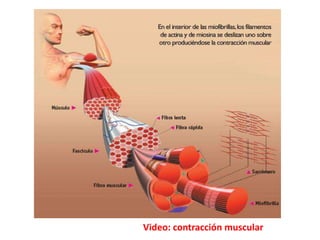 Video: contracción muscular
 