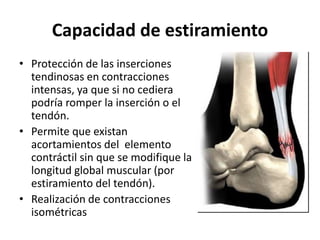 Capacidad de estiramiento
• Protección de las inserciones
tendinosas en contracciones
intensas, ya que si no cediera
podría romper la inserción o el
tendón.
• Permite que existan
acortamientos del elemento
contráctil sin que se modifique la
longitud global muscular (por
estiramiento del tendón).
• Realización de contracciones
isométricas
 