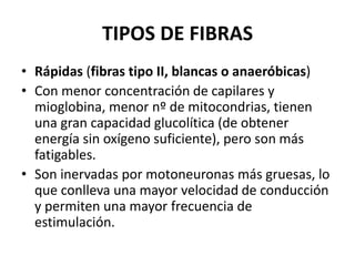 TIPOS DE FIBRAS
• Rápidas (fibras tipo II, blancas o anaeróbicas)
• Con menor concentración de capilares y
mioglobina, menor nº de mitocondrias, tienen
una gran capacidad glucolítica (de obtener
energía sin oxígeno suficiente), pero son más
fatigables.
• Son inervadas por motoneuronas más gruesas, lo
que conlleva una mayor velocidad de conducción
y permiten una mayor frecuencia de
estimulación.
 