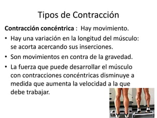 Tipos de Contracción
Contracción concéntrica : Hay movimiento.
• Hay una variación en la longitud del músculo:
se acorta acercando sus inserciones.
• Son movimientos en contra de la gravedad.
• La fuerza que puede desarrollar el músculo
con contracciones concéntricas disminuye a
medida que aumenta la velocidad a la que
debe trabajar.
 