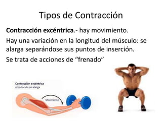 Tipos de Contracción
Contracción excéntrica.- hay movimiento.
Hay una variación en la longitud del músculo: se
alarga separándose sus puntos de inserción.
Se trata de acciones de “frenado”
 