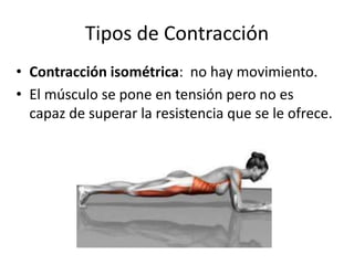 Tipos de Contracción
• Contracción isométrica: no hay movimiento.
• El músculo se pone en tensión pero no es
capaz de superar la resistencia que se le ofrece.
 