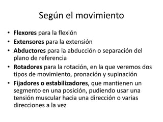 Según el movimiento
• Flexores para la flexión
• Extensores para la extensión
• Abductores para la abducción o separación del
plano de referencia
• Rotadores para la rotación, en la que veremos dos
tipos de movimiento, pronación y supinación
• Fijadores o estabilizadores, que mantienen un
segmento en una posición, pudiendo usar una
tensión muscular hacia una dirección o varias
direcciones a la vez
 
