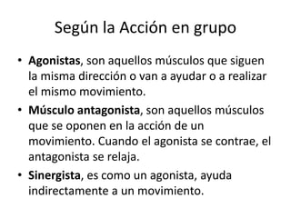 Según la Acción en grupo
• Agonistas, son aquellos músculos que siguen
la misma dirección o van a ayudar o a realizar
el mismo movimiento.
• Músculo antagonista, son aquellos músculos
que se oponen en la acción de un
movimiento. Cuando el agonista se contrae, el
antagonista se relaja.
• Sinergista, es como un agonista, ayuda
indirectamente a un movimiento.
 
