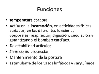 Funciones
• temperatura corporal.
• Actúa en la locomoción, en actividades físicas
variadas, en las diferentes funciones
corporales: respiración, digestión, circulación y
garantizando el bombeo cardíaco.
• Da estabilidad articular
• Sirve como protección
• Mantenimiento de la postura
• Estimulante de los vasos linfáticos y sanguíneos
 