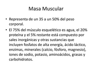 Masa Muscular
• Representa de un 35 a un 50% del peso
corporal.
• El 75% del músculo esquelético es agua, el 20%
proteína y el 5% restante está compuesto por
sales inorgánicas y otras sustancias que
incluyen fosfatos de alta energía, ácido láctico,
enzimas, minerales (calcio, fósforo, magnesio),
iones de sodio, potasio, aminoácidos, grasas y
carbohidratos.
 