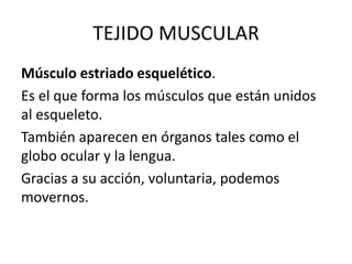 TEJIDO MUSCULAR
Músculo estriado esquelético.
Es el que forma los músculos que están unidos
al esqueleto.
También aparecen en órganos tales como el
globo ocular y la lengua.
Gracias a su acción, voluntaria, podemos
movernos.
 