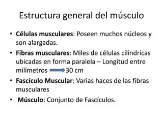 Estructura general del músculo
• Células musculares: Poseen muchos núcleos y
son alargadas.
• Fibras musculares: Miles de células cilíndricas
ubicadas en forma paralela – Longitud entre
milímetros 30 cm
• Fascículo Muscular: Varias haces de las fibras
musculares
• Músculo: Conjunto de Fascículos.
 