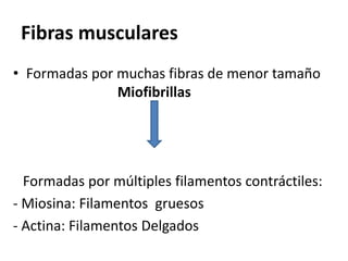Fibras musculares
• Formadas por muchas fibras de menor tamaño
Miofibrillas
Formadas por múltiples filamentos contráctiles:
- Miosina: Filamentos gruesos
- Actina: Filamentos Delgados
 