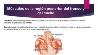 MEDICINA Sistema muscular | PPTX