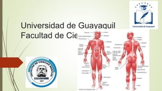 Universidad de Guayaquil
Facultad de Ciencias Medicas
 