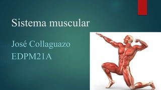 Sistema muscular
José Collaguazo
EDPM21A
 