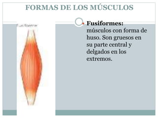 FORMAS DE LOS MÚSCULOS
 Fusiformes:
músculos con forma de
huso. Son gruesos en
su parte central y
delgados en los
extremos.
 